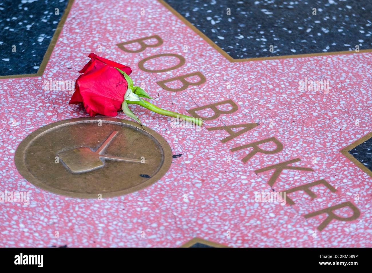 Los Angeles, United States. 26th Aug, 2023. A rose is placed at the star of Bob Barker on the Hollywood Walk of Fame. Bob Barker, the longtime ``Price is Right'' host who presided over the longest-running daytime game show in North American television history from 1972 to 2007, died at the age of 99. Credit: SOPA Images Limited/Alamy Live News Stock Photo